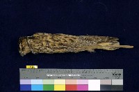 藏品(長耳鴞)的圖片